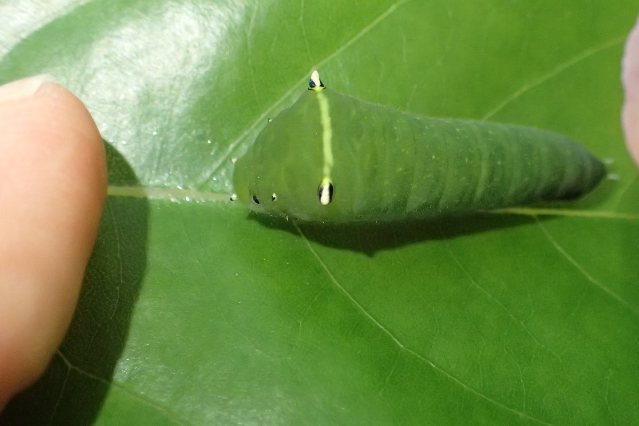 アオスジアゲハの幼虫　Graphium sarpedon_c0208989_00222567.jpg