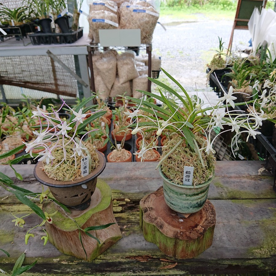 富貴蘭　万華鏡(1本子付き開花株) 富貴蘭 万華鏡