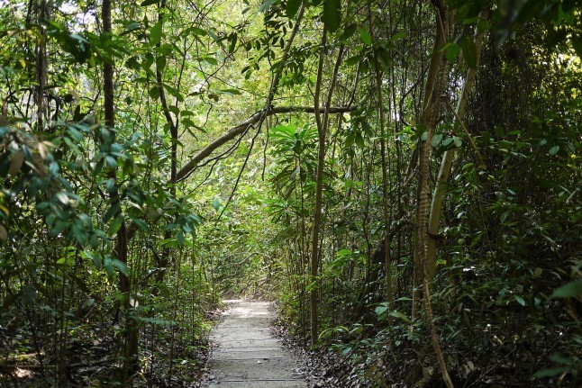 シンガポール　Bukit Timah Nature ReserveからZhenghua Parkを歩く_b0183295_12511303.jpg