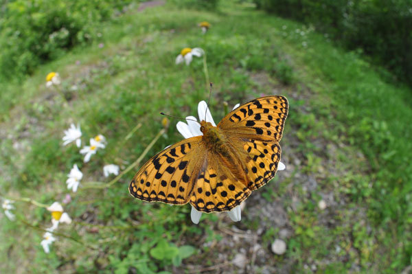 c0049095_19360017.jpg