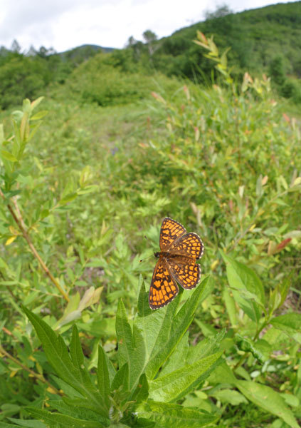c0049095_19363592.jpg