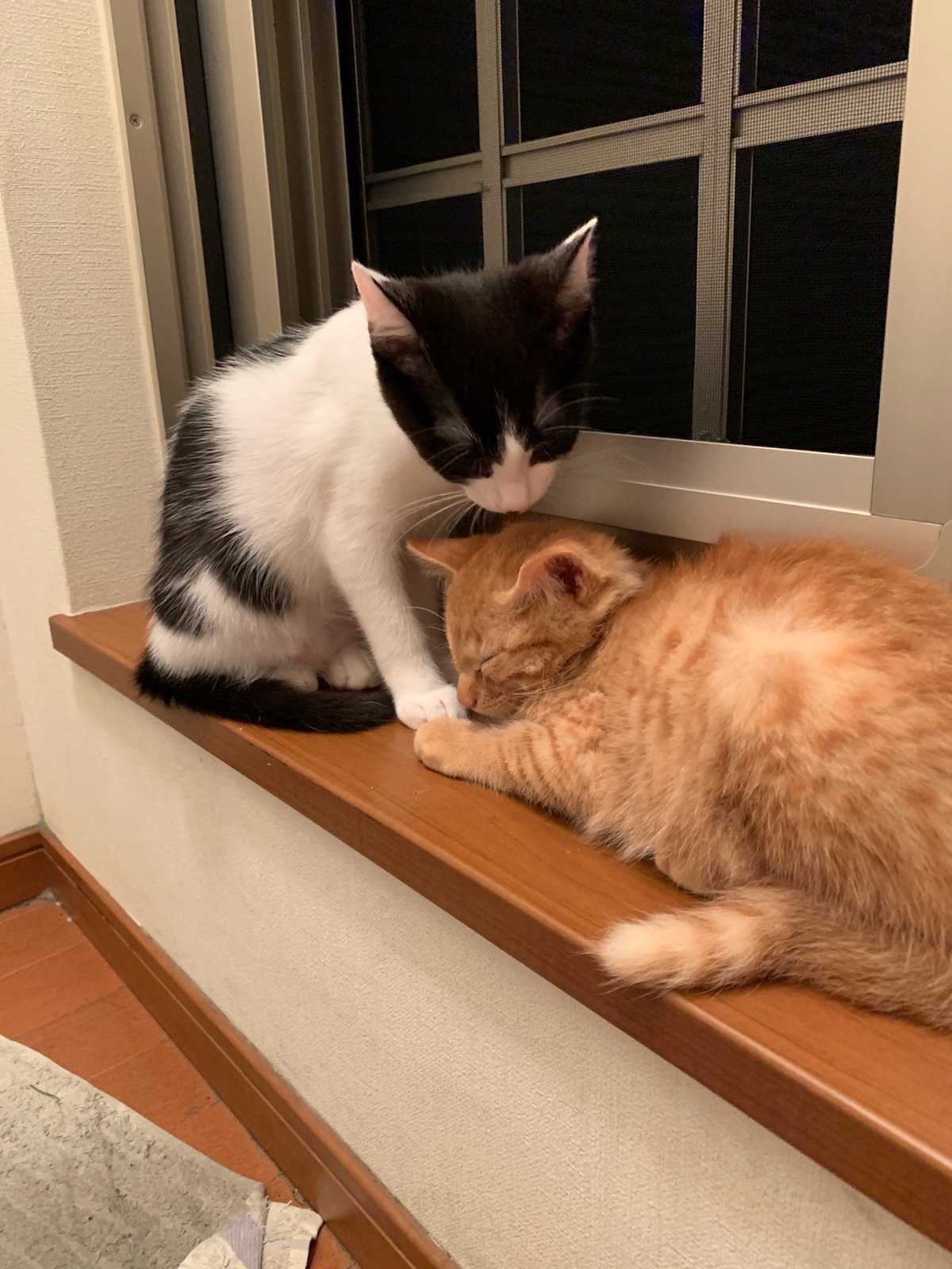 里親決定の猫 やんちゃん えんちゃん新横浜へ 猫と一緒に 里親決定の猫 やんちゃん えんちゃん新横浜へ 猫と一緒に
