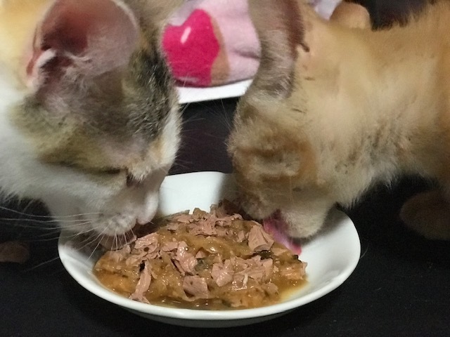 疲れを知らない。。_f0242002_16153065.jpg