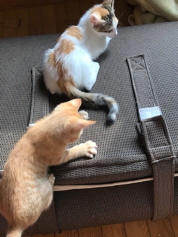 疲れを知らない。。_f0242002_16174759.jpg