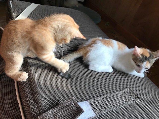 疲れを知らない。。_f0242002_16175301.jpg