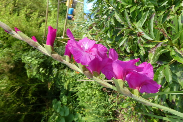 我が家近くの山　芥見権現山 (316.5M)   下山 編_d0170615_09555147.jpg