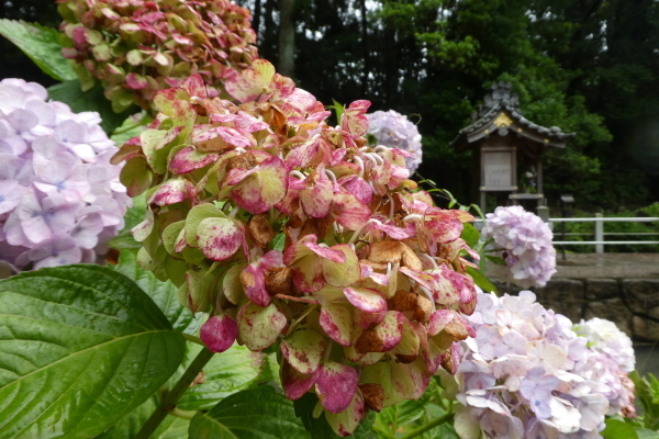 d0170615_13395769.jpg