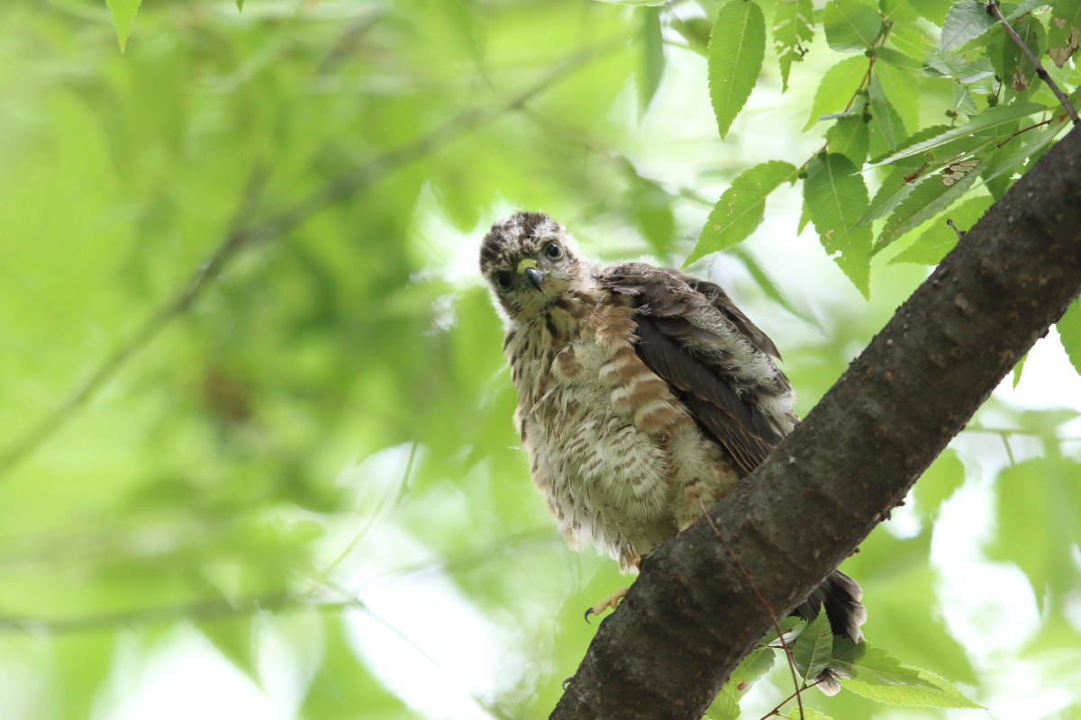 ツミ 幼鳥 ① 王者の子_f0369315_13294544.jpg