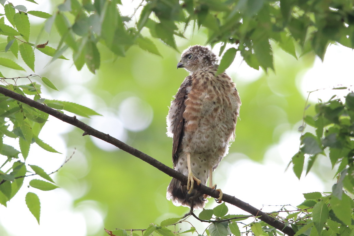 ツミ 幼鳥 ① 王者の子_f0369315_13294550.jpg