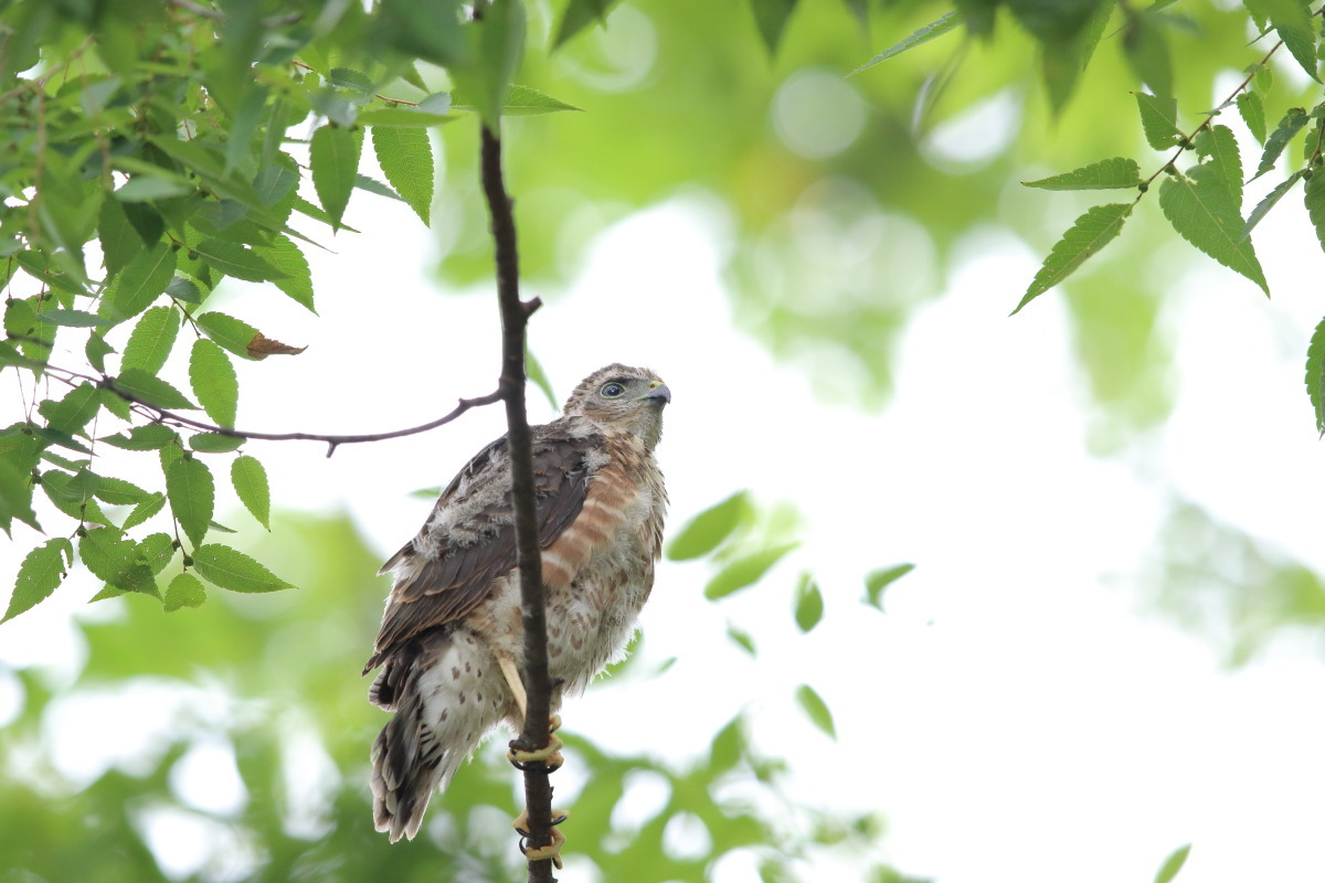 ツミ 幼鳥 ① 王者の子_f0369315_13294588.jpg