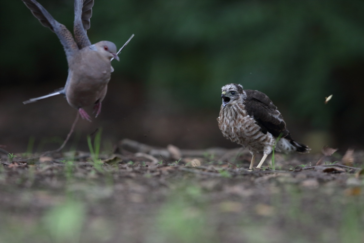 ツミ 幼鳥 ③ 一触即発 / キジバト 子育て ③ 立ちはだかる親_f0369315_16031642.jpg