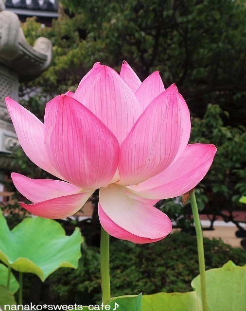 蓮の花_d0147030_20172371.jpg