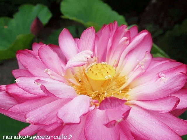 蓮の花_d0147030_20172934.jpg