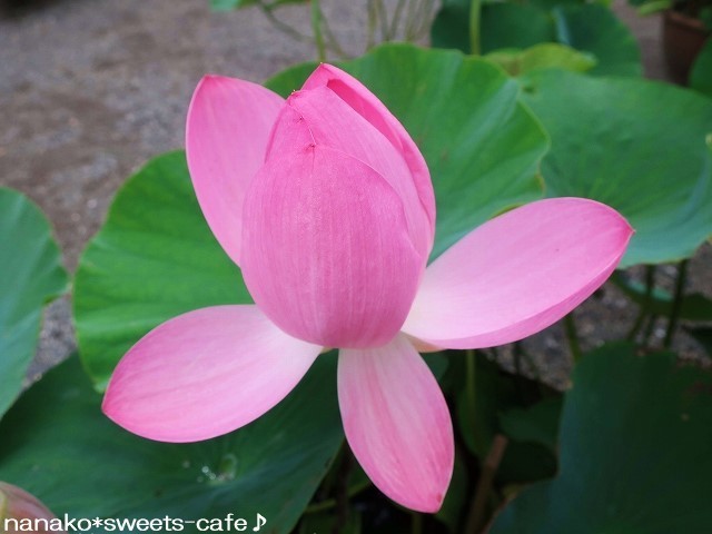 蓮の花_d0147030_20174148.jpg