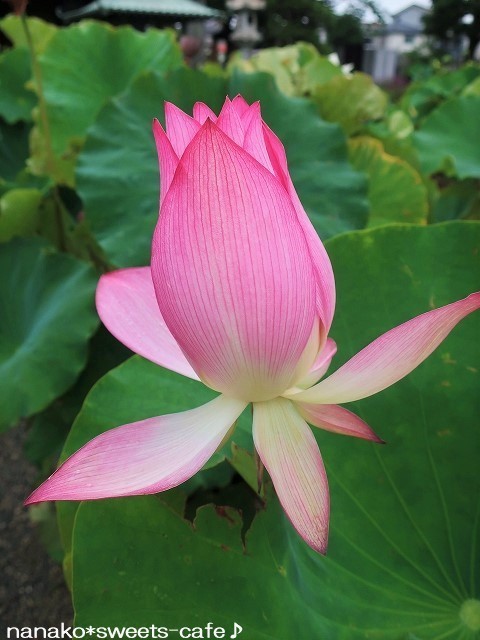 蓮の花_d0147030_20174664.jpg