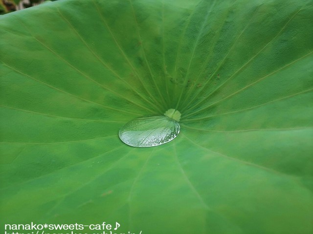 蓮の花_d0147030_20175004.jpg
