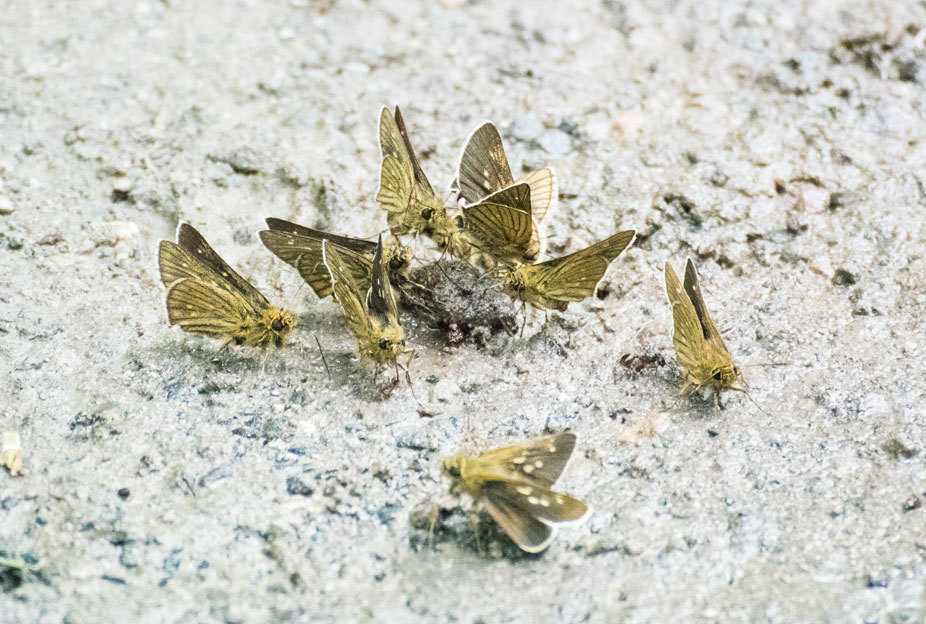 カラフトタカネキマダラセセリほか大雪山麓と東信のセセリチョウの仲間 in2019.07_a0126632_20520949.jpg