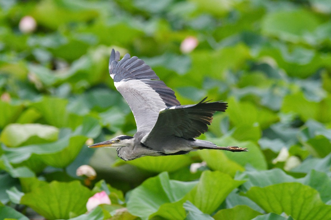 緑地公園のチョウトンボ他_f0340732_21425368.jpg