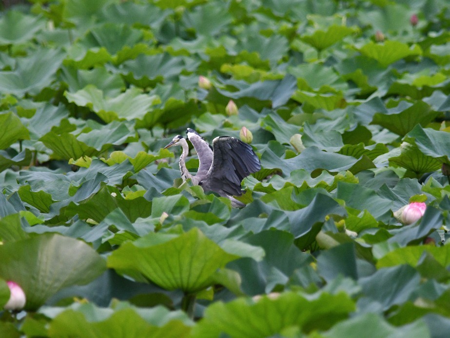 緑地公園のチョウトンボ他_f0340732_21425376.jpg