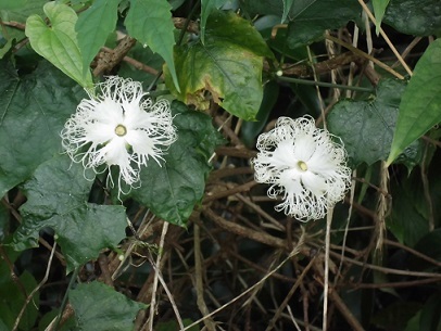 烏瓜の花言葉 お家ランチ しあわせ