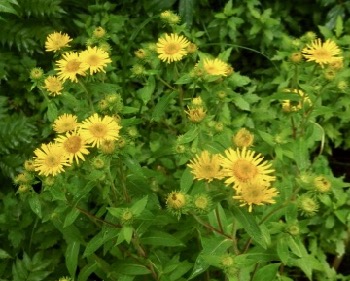 #キク科 『小車』 Inula britannica subsp. japonica_f0238961_7415131.jpg