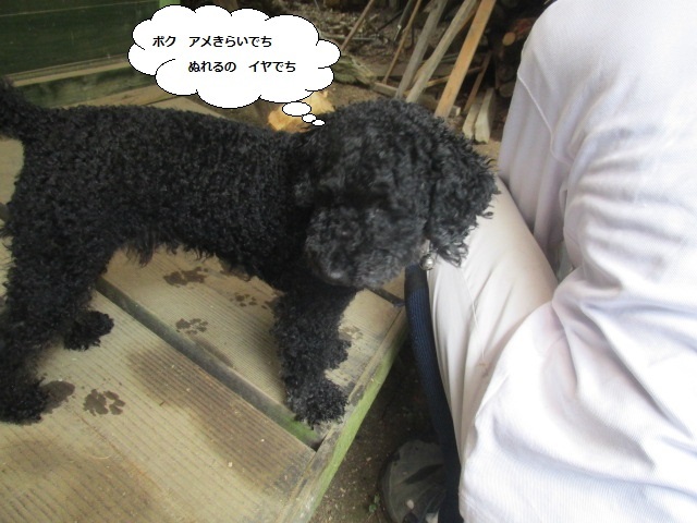 雨の日に 薪で茶を沸かす詩 7月20日(土)雨_d0383070_15111057.jpg