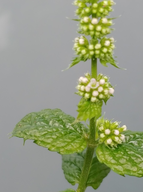 c0162773_12550090.jpg
