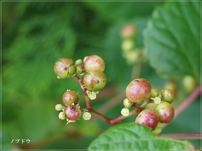 　◇　ノブドウの花　　　　　　　　　　　　　　　　　　2019.07.20_a0126676_15154796.jpg