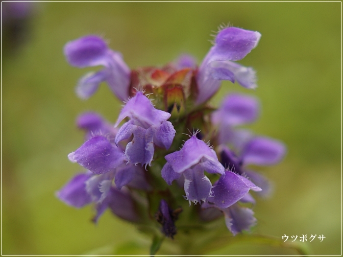 　◇　ノブドウの花　　　　　　　　　　　　　　　　　　2019.07.20_a0126676_15205060.jpg