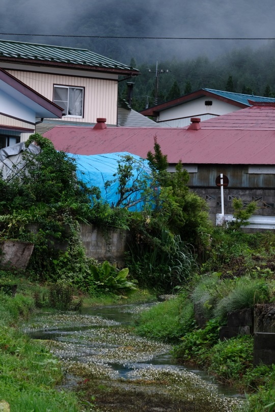 梅花藻　湖南町　２０１９・０７・２０_e0143883_18363210.jpg