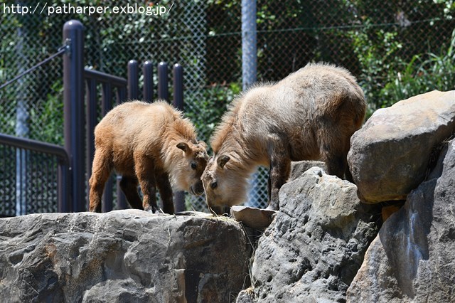 ２０１９年７月　白浜パンダ見隊　その９_a0052986_23522768.jpg