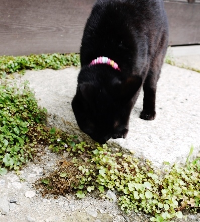 雨のあと~_e0167795_17252914.jpg