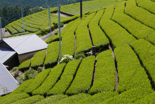 天界の村を歩く2 南アルプス 大井川_d0147406_22090453.jpg