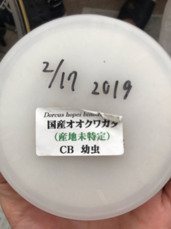 オオクワガタ菌糸瓶割り出し 昆虫初心者のカブクワ飼育日記