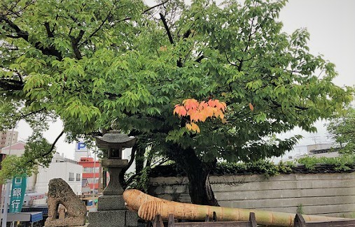梅雨の紅葉 百留ななみ_f0371014_11192643.jpg