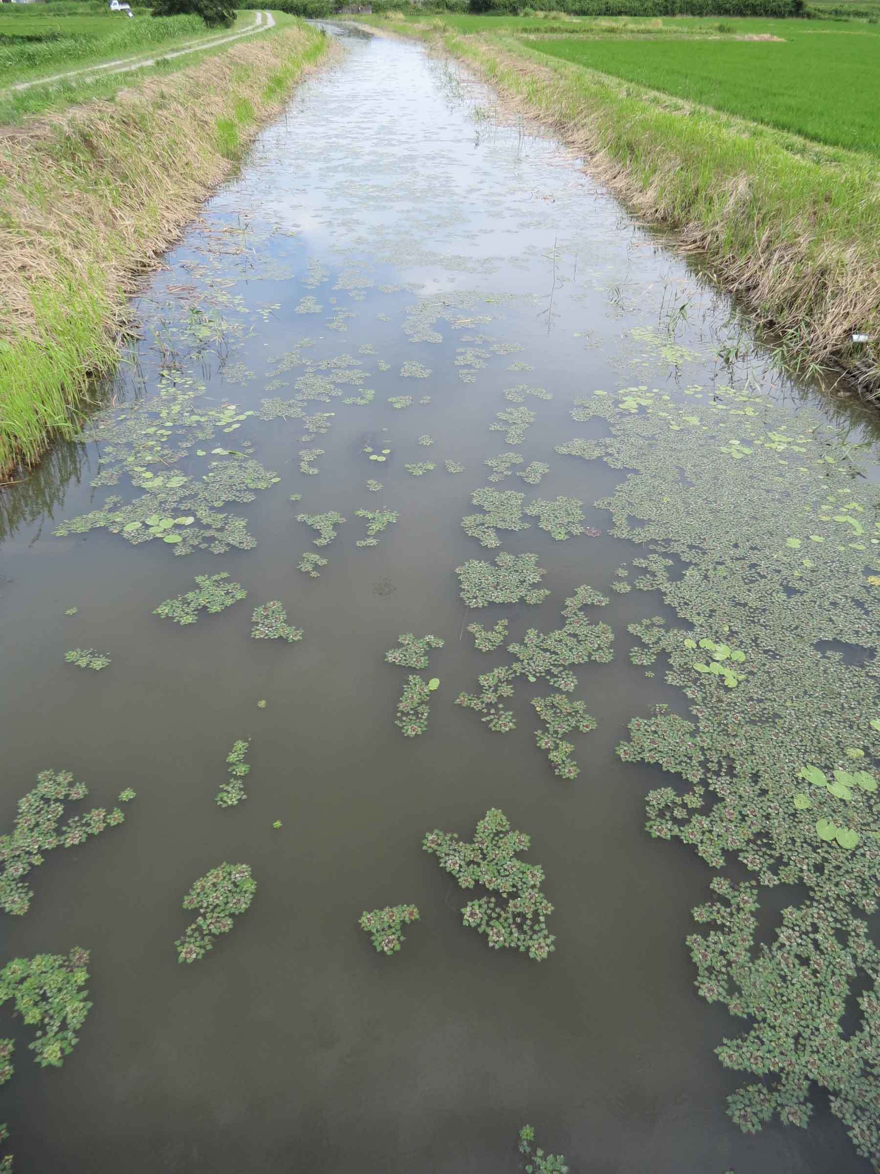 第６回霞ヶ浦自然観察会 水草を訪ねる 水草とはどんな植物かな を開催します ぴゅあちゃんの部屋