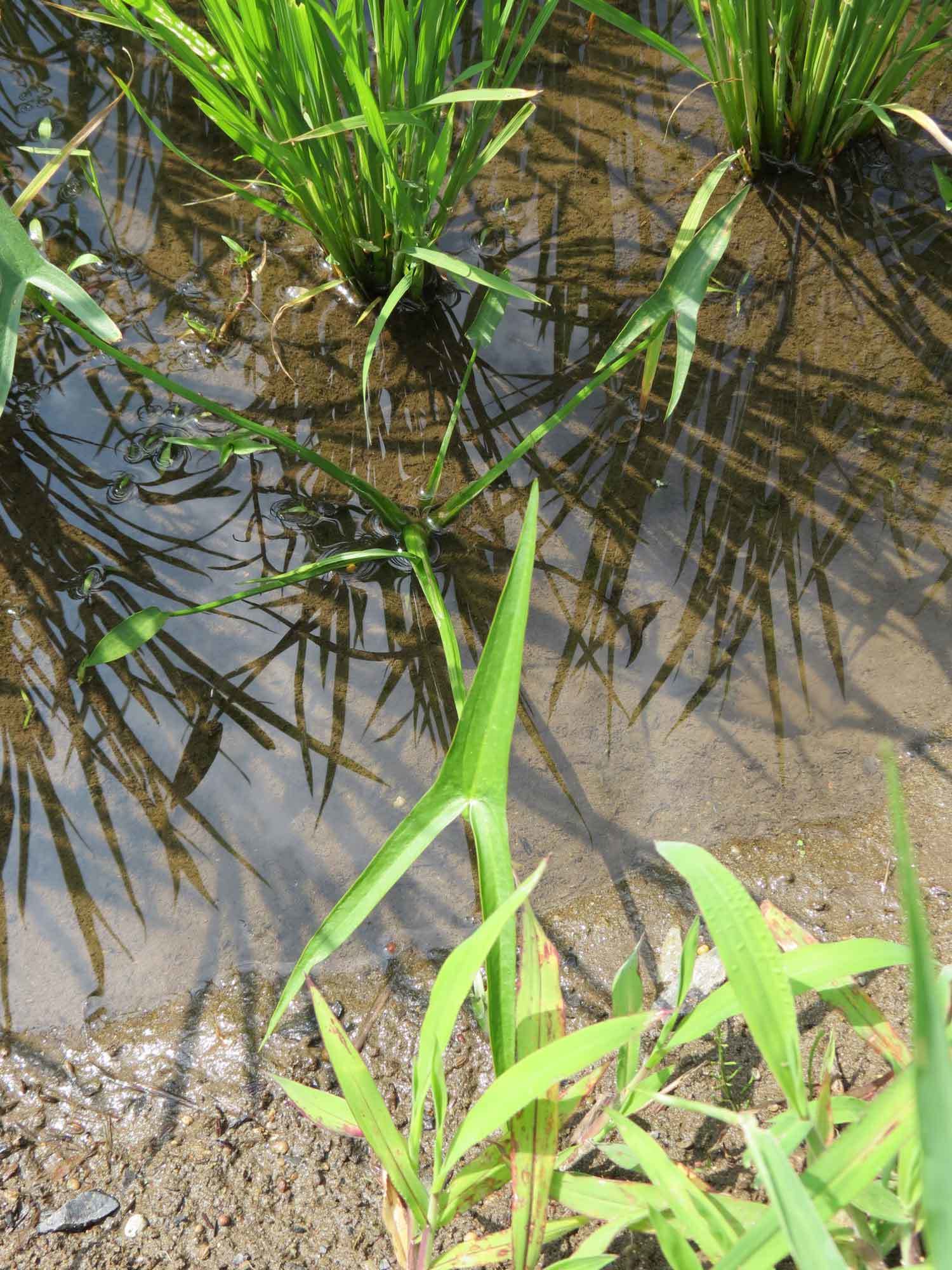 第６回霞ヶ浦自然観察会 水草を訪ねる 水草とはどんな植物かな を開催します ぴゅあちゃんの部屋