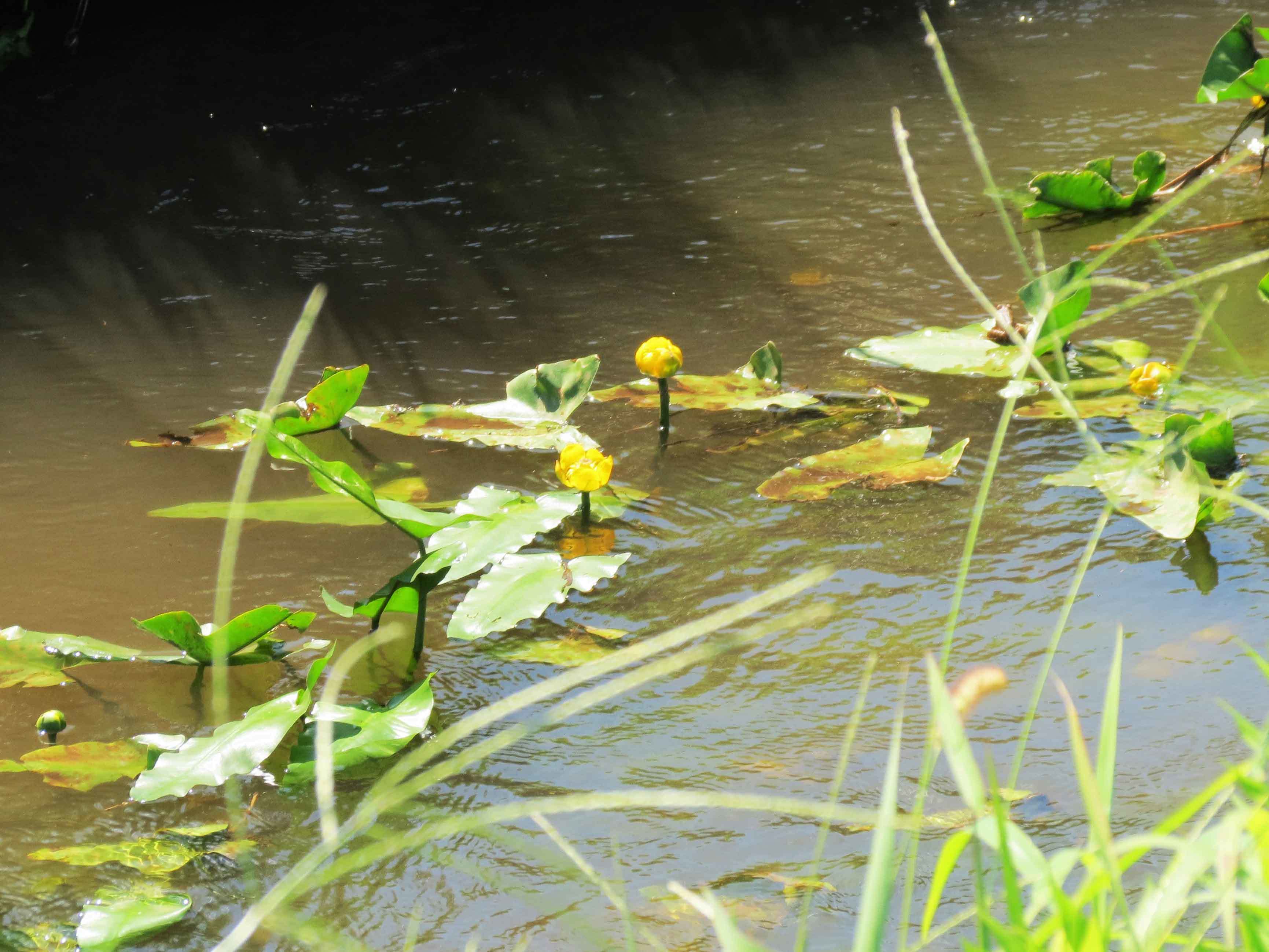 第６回霞ヶ浦自然観察会 水草を訪ねる 水草とはどんな植物かな を開催します ぴゅあちゃんの部屋