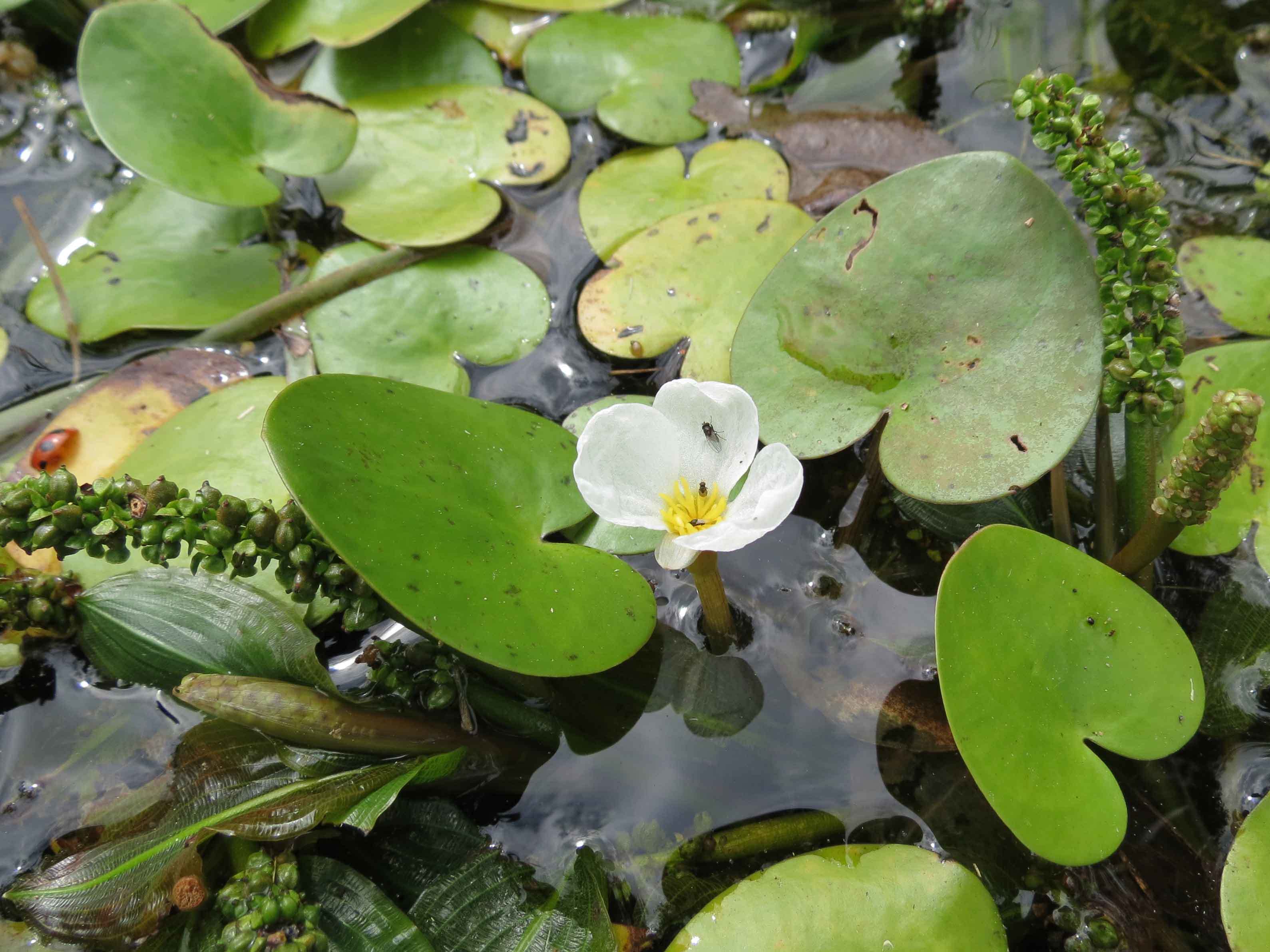 第６回霞ヶ浦自然観察会 水草を訪ねる 水草とはどんな植物かな を開催します ぴゅあちゃんの部屋