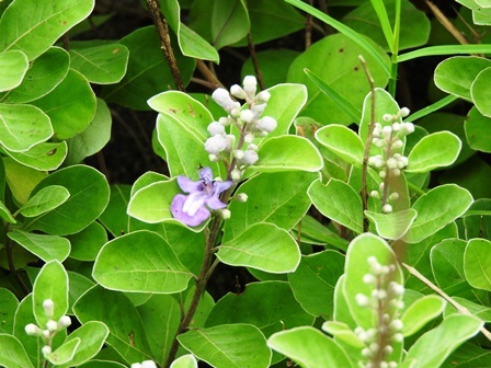 海辺の植物観察_a0123836_15392107.jpg