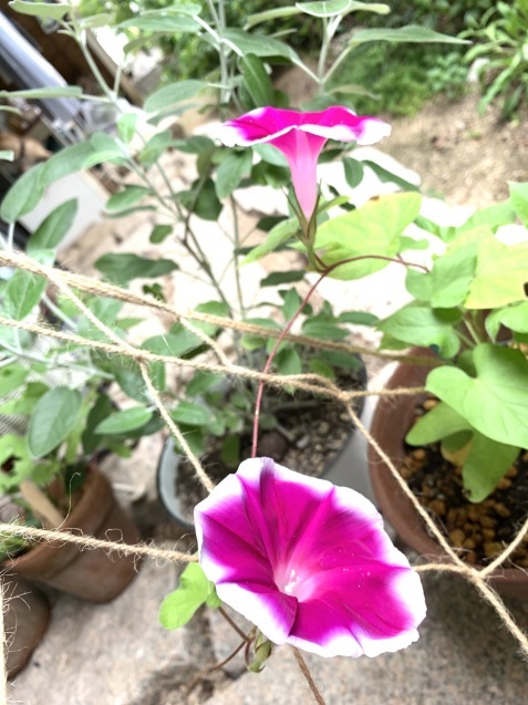 d0145345_17381019.jpeg