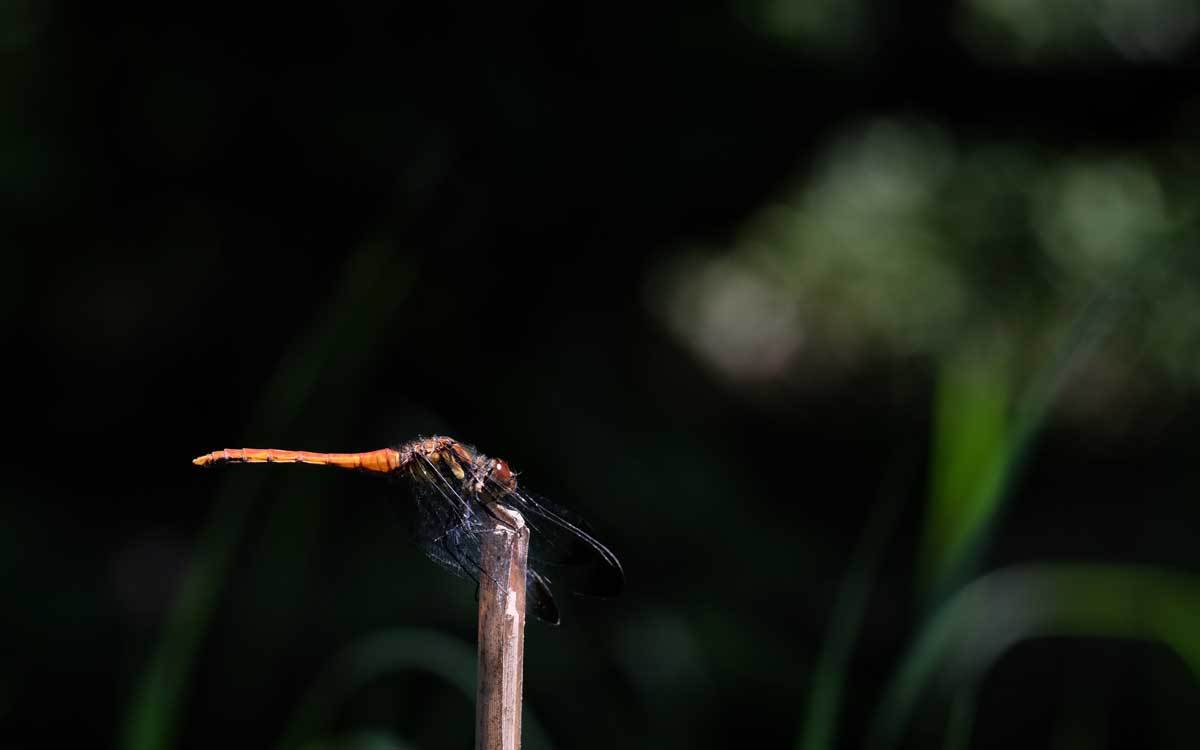 e0220159_21041432.jpg