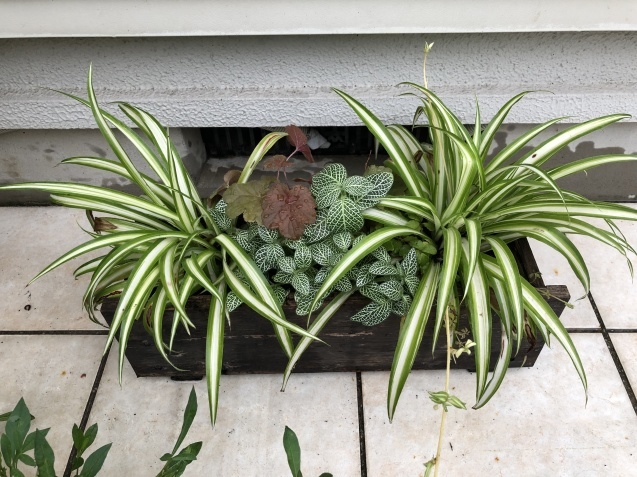 ワンピなど最旬ア！ カラーリーフの寄せ植え2つと東南の庭の様子 小さな棲家 : その他観葉植物