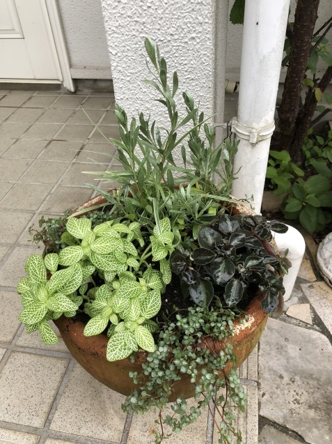 上質で快適 カラーリーフの寄せ植え2つと東南の庭の様子 : 小さな棲家 その他観葉植物