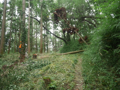 【7・20六国見山定例】③懸案のスギの架かり木処理_c0014967_10505745.jpg