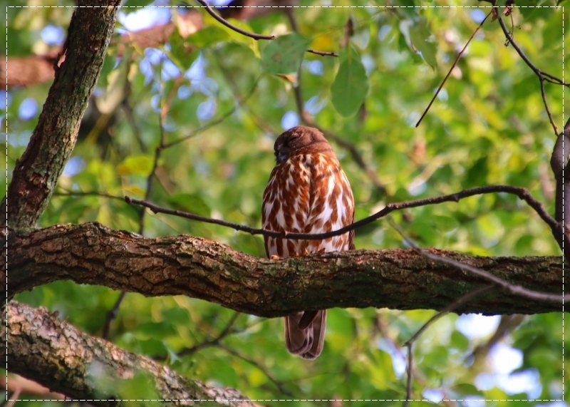 アオバズクさん、又来年！_d0102968_22255379.jpg