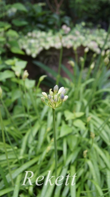 アガパンサスの花がもうすぐ咲きそう~♥_f0029571_00324683.jpg