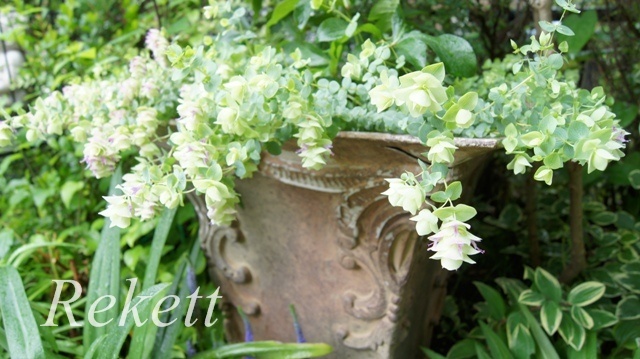 アガパンサスの花が咲く季節ですね～♥_f0029571_00340261.jpg