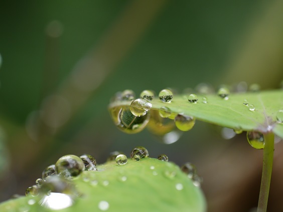 雨あがり_e0410394_21054354.jpg