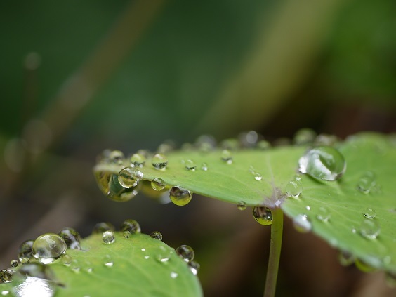 雨あがり_e0410394_21054397.jpg